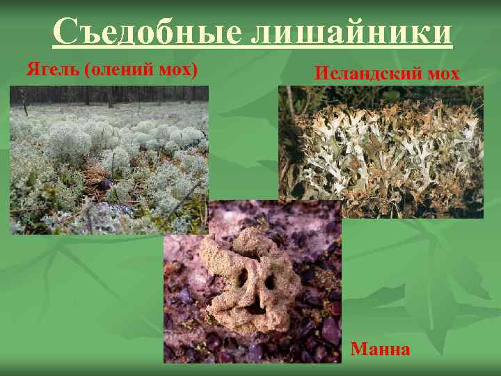 Съедобные лишайники Ягель (олений мох)  Исландский мох     Манна