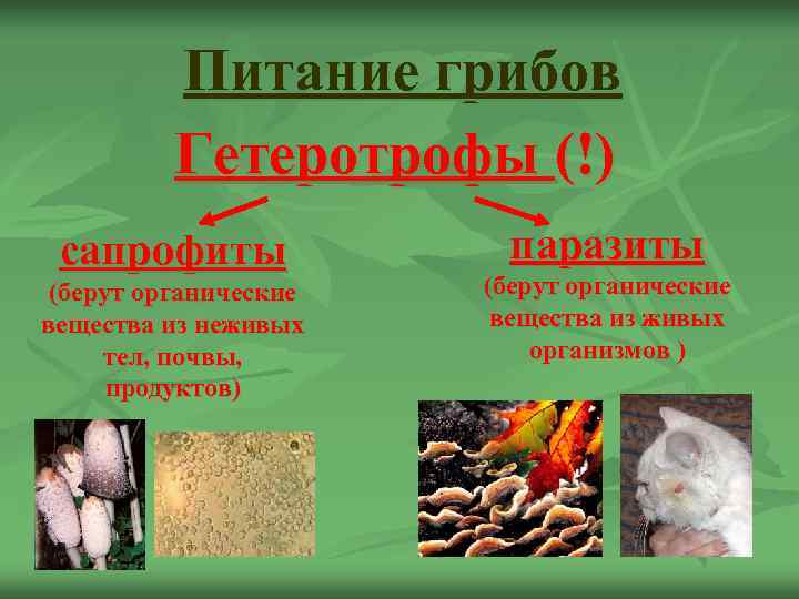    Питание грибов  Гетеротрофы (!) сапрофиты    паразиты (берут