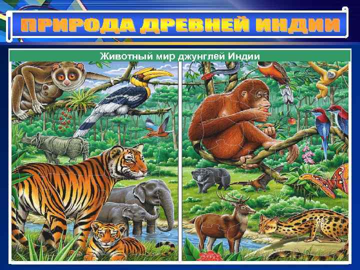 Животный мир Джунгли Индии джунглей по берегам рек Животный мир Джунгли Индии джунглей по берегам рек