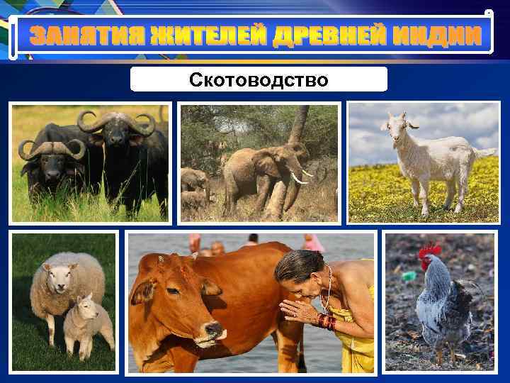 Скотоводство Скотоводство