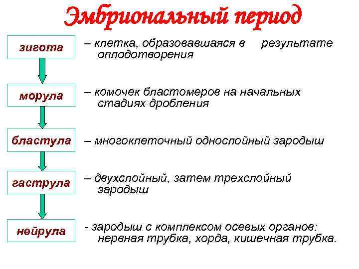    Эмбриональный период зигота  – клетка, образовавшаяся в  результате 