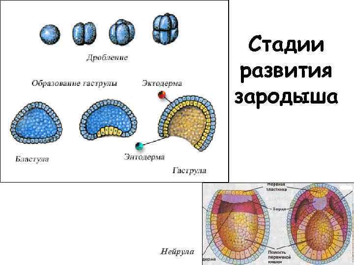 Рассмотрите рисунок на котором представлена схема постэмбрионального развития обыкновенного комара