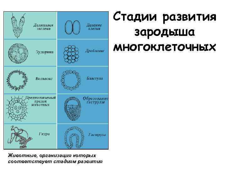 Рассмотрите внимательно схемы постэмбрионального развития животных назовите типы их развития