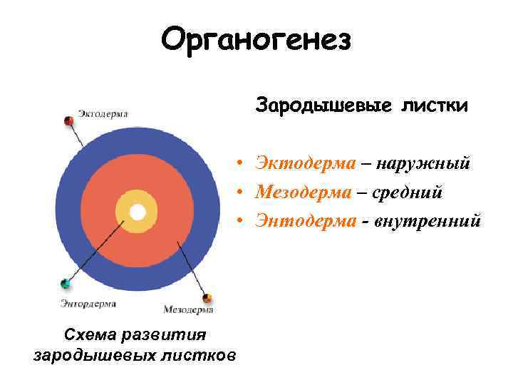   Органогенез    Зародышевые листки     • Эктодерма