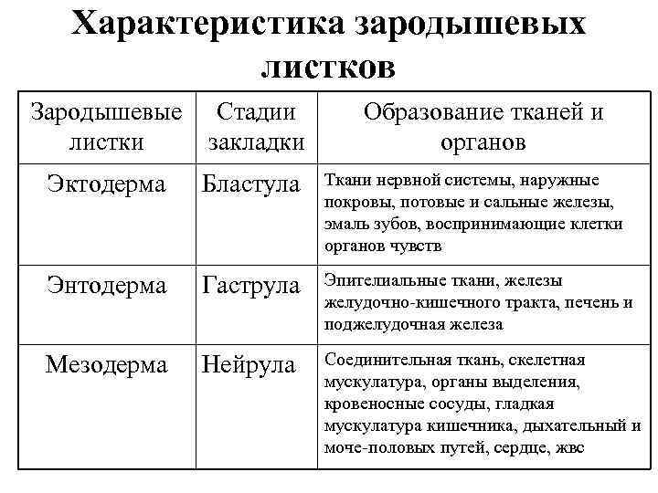  Характеристика зародышевых   листков Зародышевые Стадии   Образование тканей и 