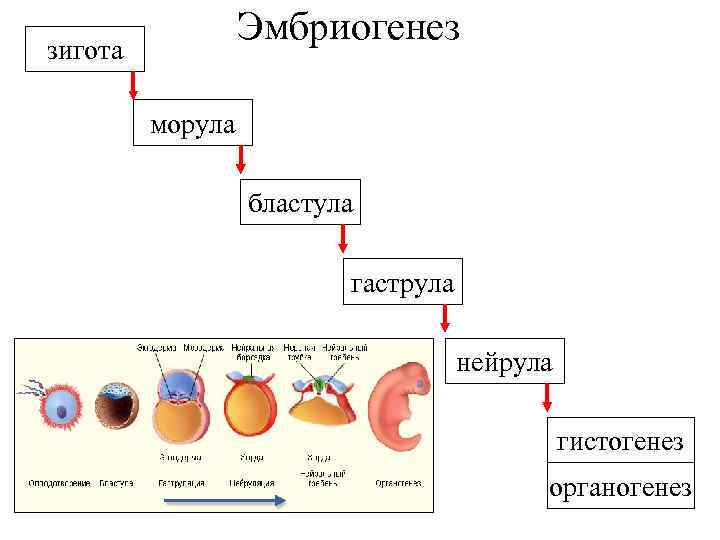    Эмбриогенез зигота  морула    бластула   