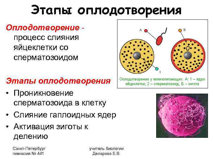    Этапы оплодотворения Оплодотворение - процесс слияния яйцеклетки со сперматозоидом Этапы оплодотворения