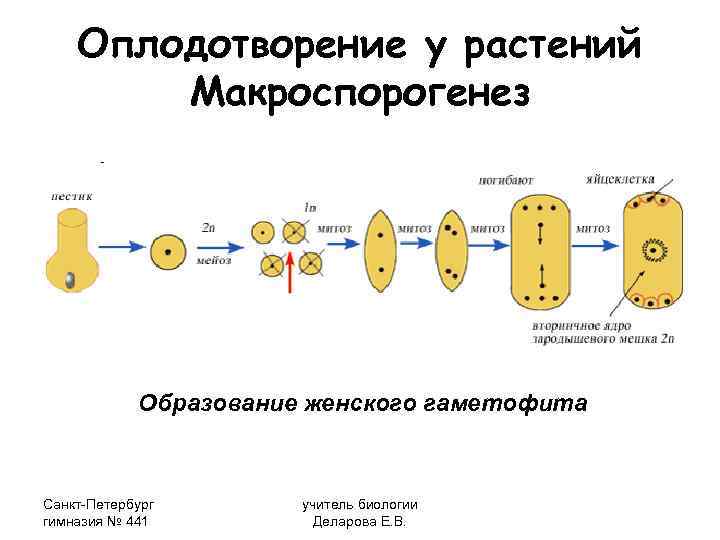   Оплодотворение у растений   Макроспорогенез   Образование женского гаметофита 