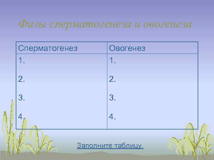 Фазы сперматогенеза и овогенеза Сперматогенез  Овогенез 1.  2.  3.  4.