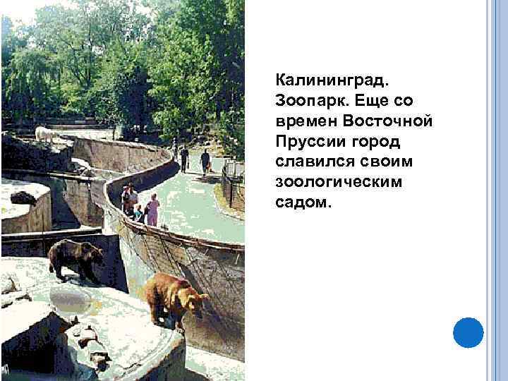 Калининград. Зоопарк. Еще со времен Восточной Пруссии город славился своим зоологическим садом. 