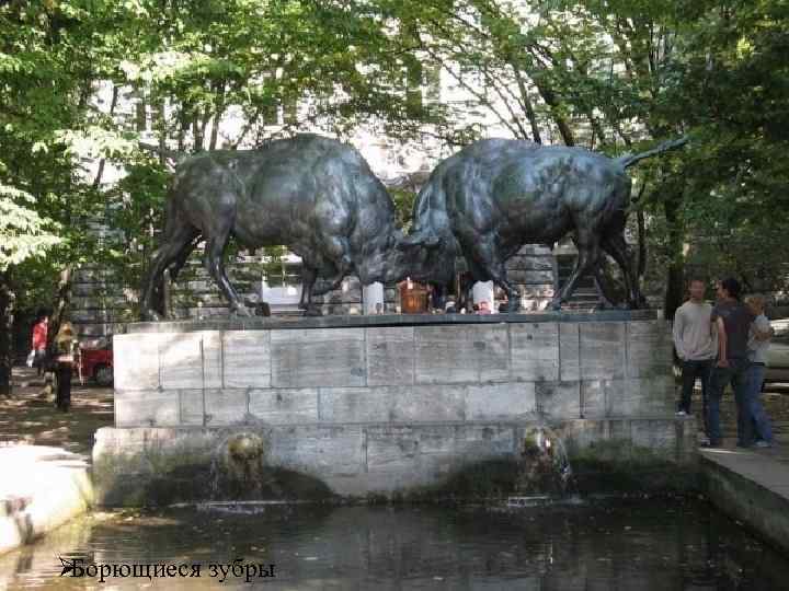 ØБорющиеся зубры 