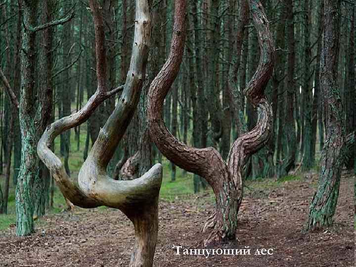 Танцующий лес 