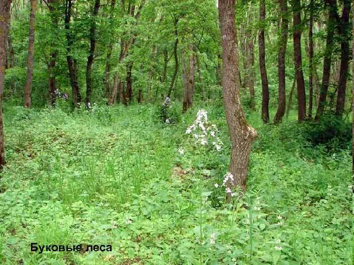 Буковые леса 