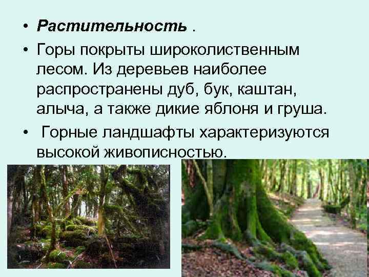  • Растительность.  • Горы покрыты широколиственным  лесом. Из деревьев наиболее 