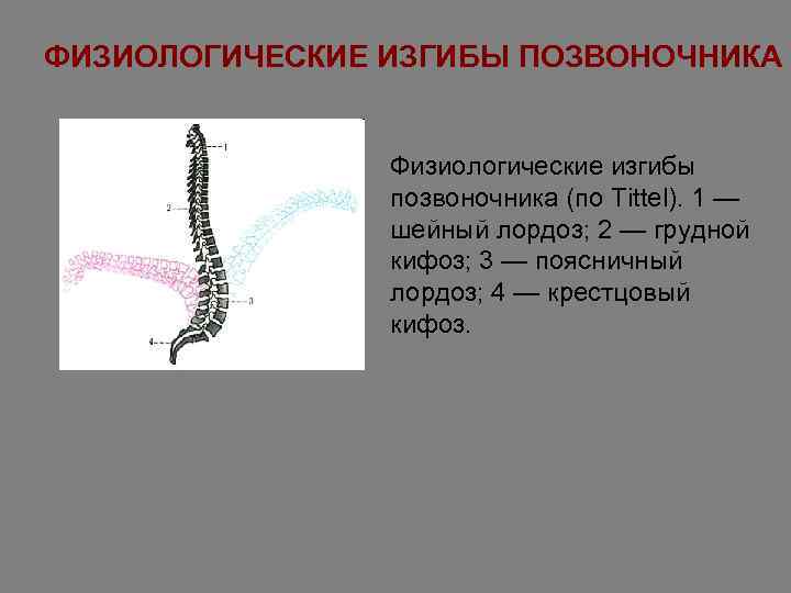 ФИЗИОЛОГИЧЕСКИЕ ИЗГИБЫ ПОЗВОНОЧНИКА    Физиологические изгибы   позвоночника (по Tittel). 1