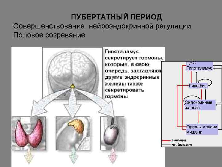     ПУБЕРТАТНЫЙ ПЕРИОД Совершенствование нейроэндокринной регуляции Половое созревание 