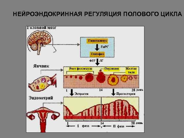 НЕЙРОЭНДОКРИННАЯ РЕГУЛЯЦИЯ ПОЛОВОГО ЦИКЛА 