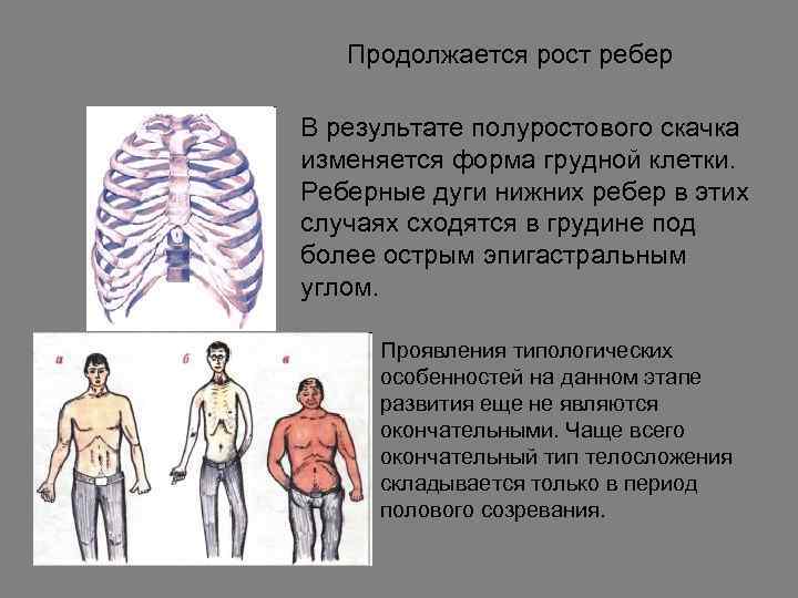   Продолжается рост ребер В результате полуростового скачка изменяется форма грудной клетки. Реберные