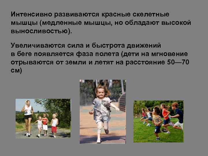 Интенсивно развиваются красные скелетные мышцы (медленные мышцы, но обладают высокой выносливостью).  Увеличиваются сила