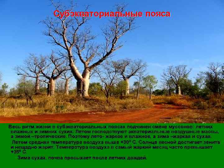     Субэкваториальные пояса  Весь   ритм жизни в субэкваториальных