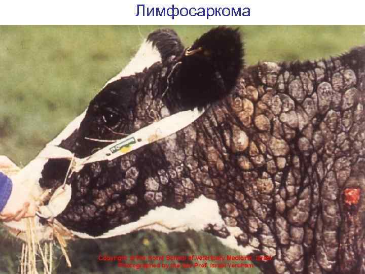 Лимфосаркома 