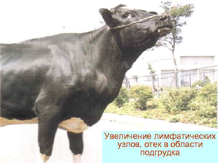 Увеличение лимфатических узлов, отек в области   подгрудка 