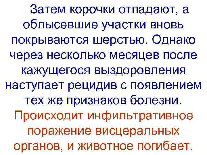  Затем корочки отпадают, а облысевшие участки вновь  покрываются шерстью. Однако  через