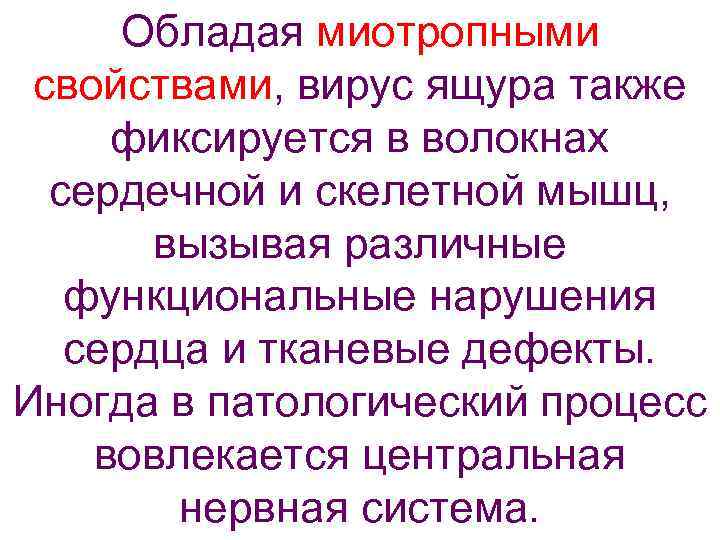  Обладая миотропными  свойствами, вирус ящура также  фиксируется в волокнах  сердечной