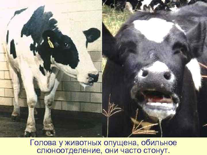 Голова у животных опущена, обильное  слюноотделение, они часто стонут. 