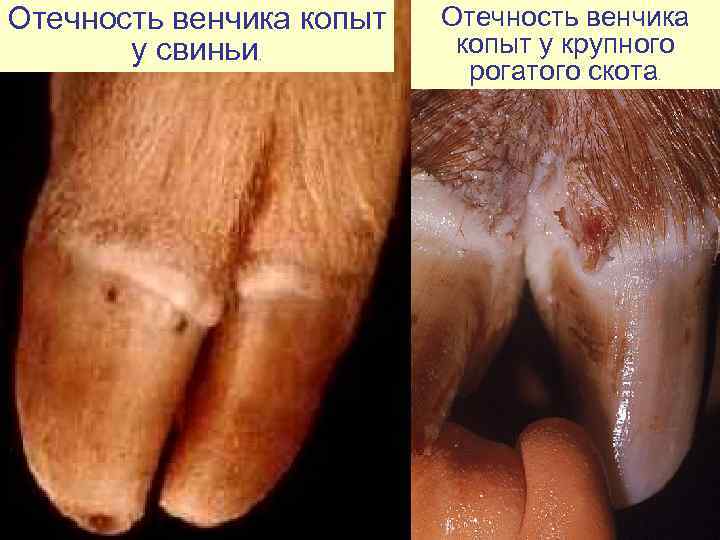 Отечность венчика копыт  Отечность венчика   у свиньи.   копыт у
