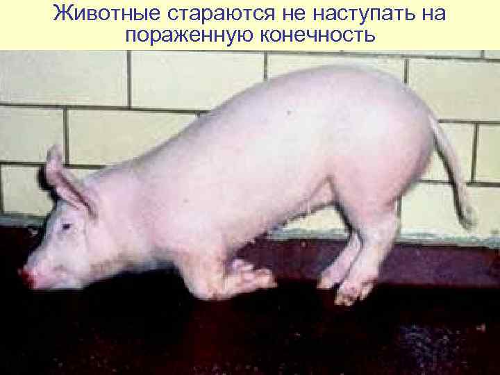 Животные стараются не наступать на  пораженную конечность 