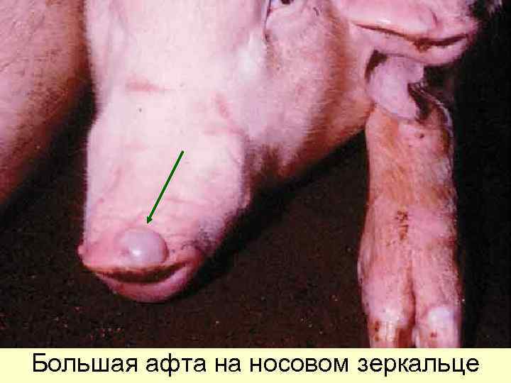 Большая афта на носовом зеркальце 