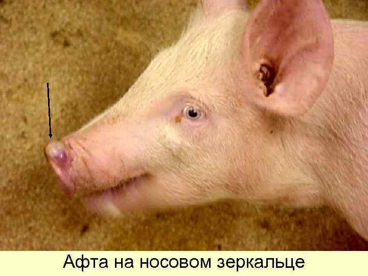 Афта на носовом зеркальце 