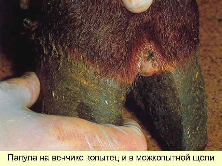 Папула на венчике копытец и в межкопытной щели 