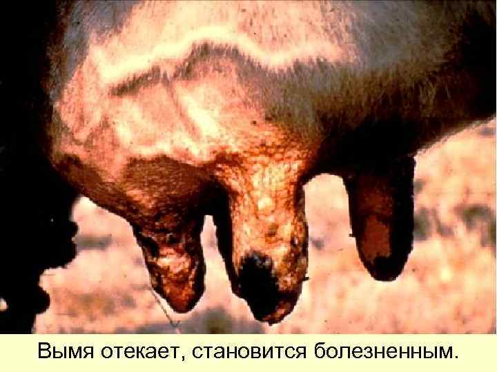 Вымя отекает, становится болезненным.  