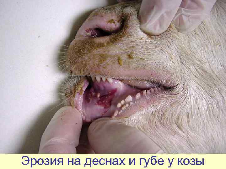 Эрозия на деснах и губе у козы 