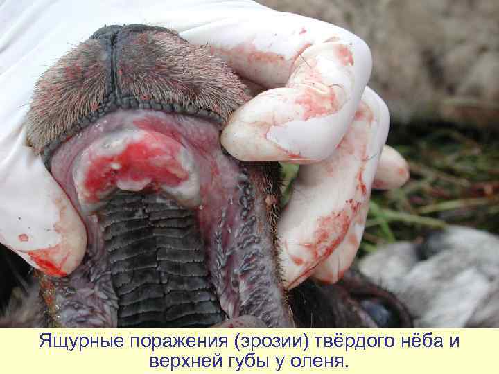Ящурные поражения (эрозии) твёрдого нёба и  верхней губы у оленя. 