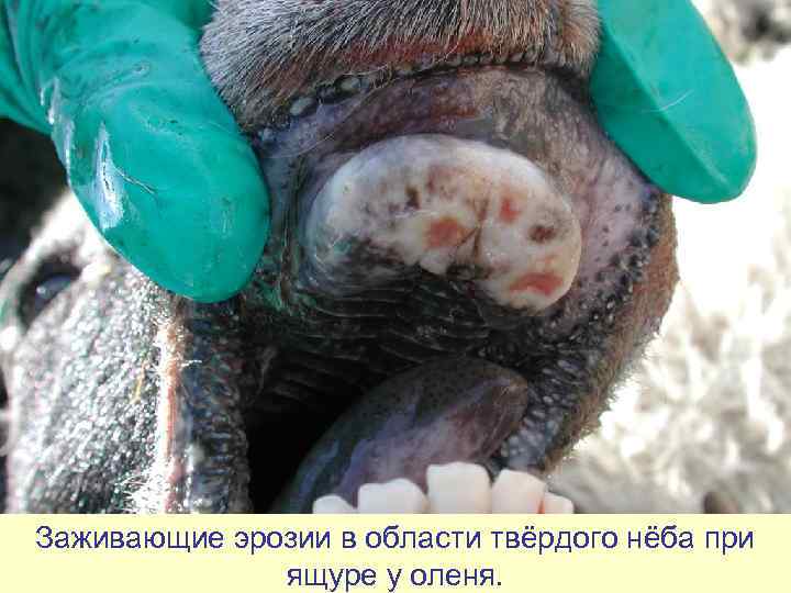 Заживающие эрозии в области твёрдого нёба при    ящуре у оленя. 