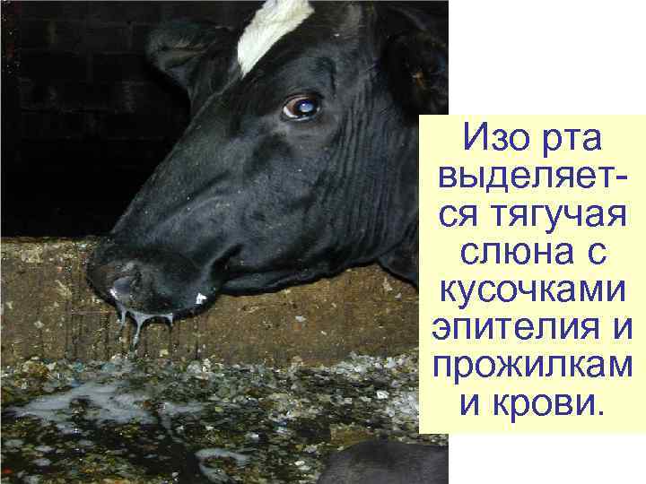  Изо рта выделяет- ся тягучая  слюна с кусочками эпителия и прожилкам и