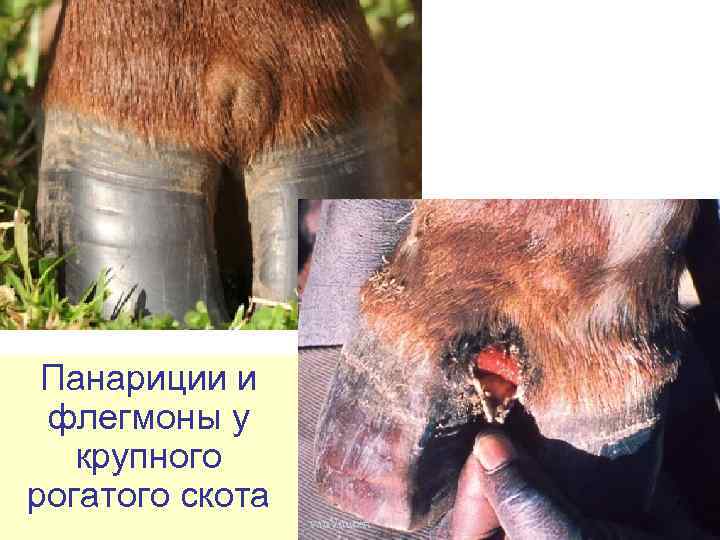  Панариции и  флегмоны у крупного рогатого скота 