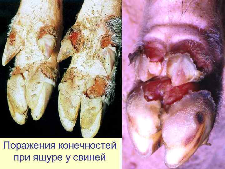 Поражения конечностей  при ящуре у свиней 