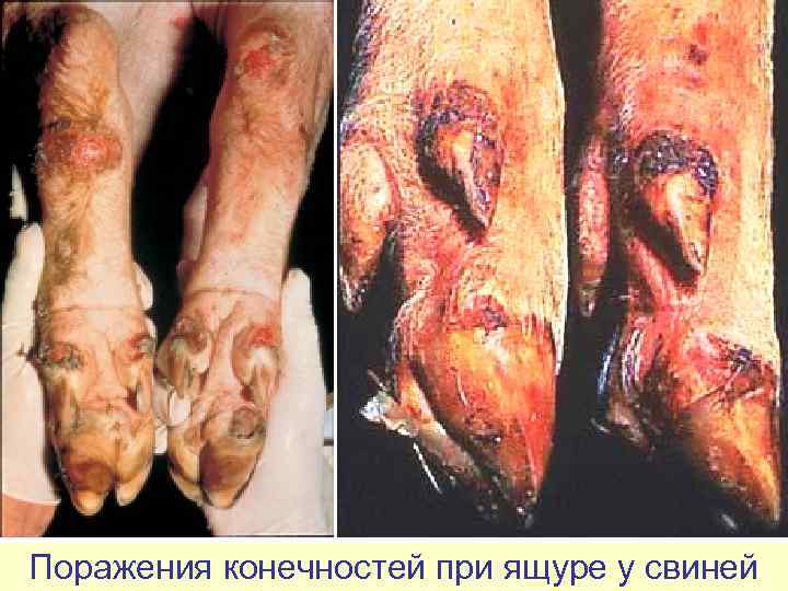 Поражения конечностей при ящуре у свиней 