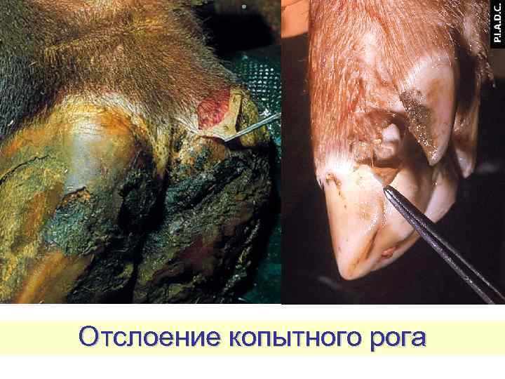 Отслоение копытного рога 