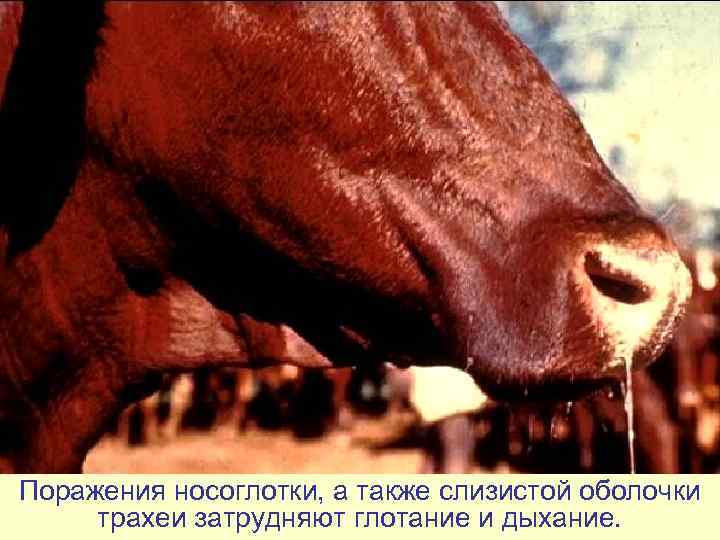 Поражения носоглотки, а также слизистой оболочки  трахеи затрудняют глотание и дыхание. 