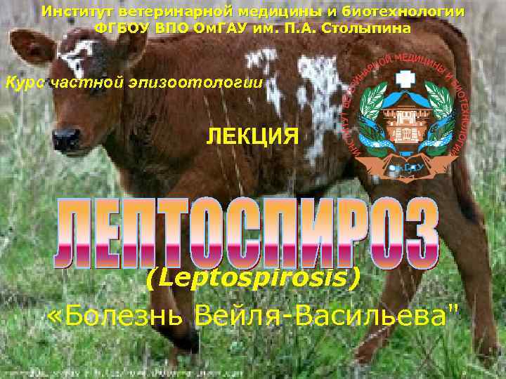   Институт ветеринарной медицины и биотехнологии   ФГБОУ ВПО Ом. ГАУ им.
