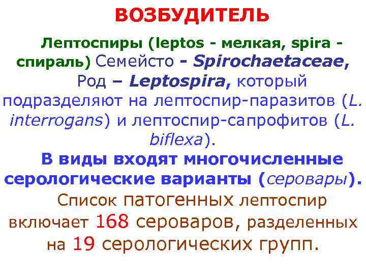   ВОЗБУДИТЕЛЬ Лептоспиры (leptos - мелкая, spira - спираль) Семейсто - Spirochaetaceae, 
