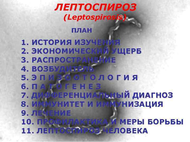  ЛЕПТОСПИРОЗ  (Leptospirosis)   ПЛАН 1. ИСТОРИЯ ИЗУЧЕНИЯ 2. ЭКОНОМИЧЕСКИЙ УЩЕРБ 3.