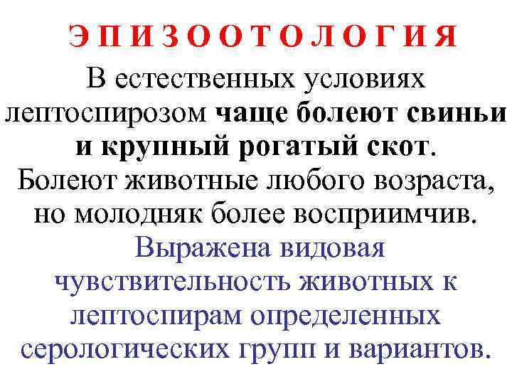   ЭПИЗООТОЛОГИЯ  В естественных условиях лептоспирозом чаще болеют свиньи и крупный рогатый