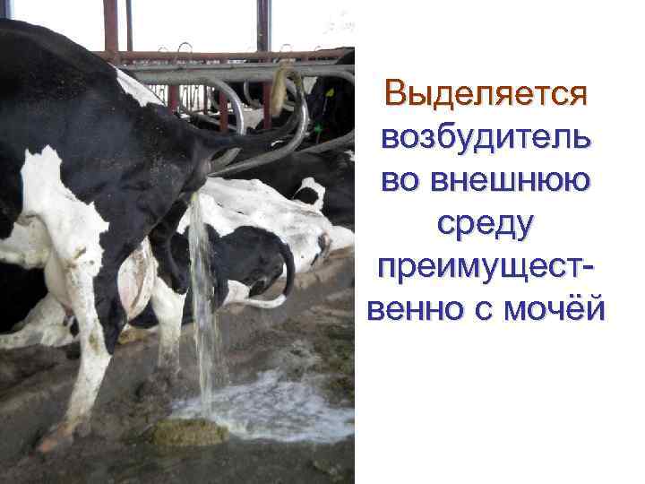  Выделяется возбудитель во внешнюю среду преимущест- венно с мочёй 
