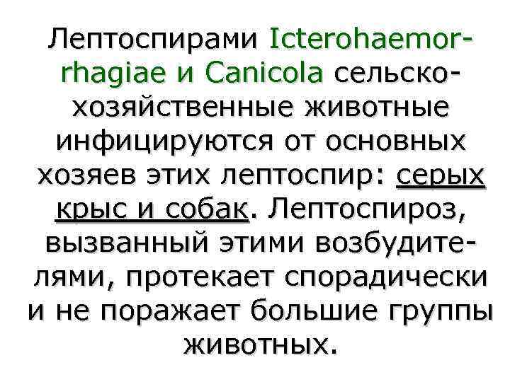 Лептоспирами Icterohaemor-  rhagiae и Canicola сельско- хозяйственные животные  инфицируются от основных